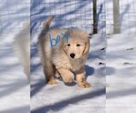 Small Photo #5 Goldendoodle Puppy For Sale in LAPEER, MI, USA