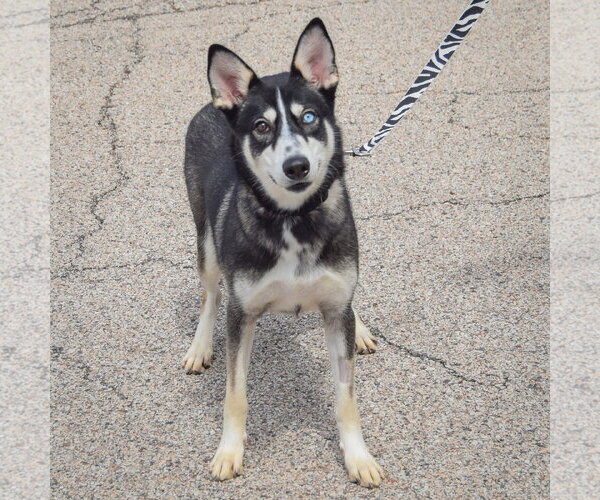 Medium Photo #3 Siberian Husky Puppy For Sale in Huntley, IL, USA