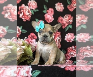French Bulldog Puppy for sale in QUARRYVILLE, PA, USA