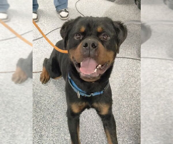 Medium Photo #1 Rottweiler Puppy For Sale in Westminster, MD, USA