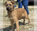 Small #1 Mutt