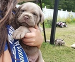 Small Photo #8 Cane Corso Puppy For Sale in PHILLIPSTON, MA, USA