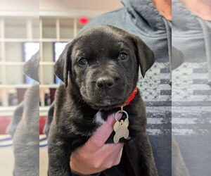 American Staffordshire Terrier-Unknown Mix Dogs for adoption in Holly Springs, NC, USA