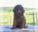 Small Photo #4 Goldendoodle-Poodle (Standard) Mix Puppy For Sale in HONEY BROOK, PA, USA