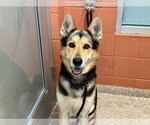 Small German Shepherd Dog Mix