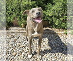 Small Photo #10 American Staffordshire Terrier Puppy For Sale in Albuquerque, NM, USA