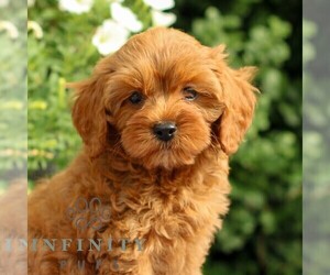 Medium Cavapoo