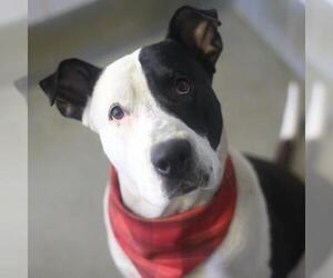 Mastiff-Unknown Mix Dogs for adoption in San Antonio, TX, USA