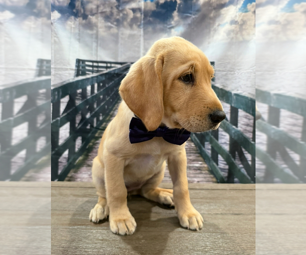 Medium Photo #3 Labrador Retriever Puppy For Sale in ALAFAYA, FL, USA