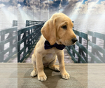 Small Photo #3 Labrador Retriever Puppy For Sale in ALAFAYA, FL, USA