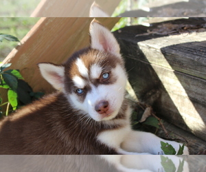 Siberian Husky Puppy for sale in MURFREESBORO, TN, USA