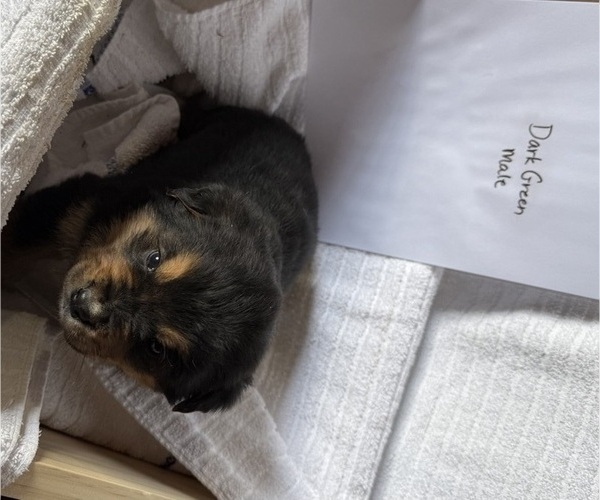 Medium Photo #11 Bernese Mountain Dog-Unknown Mix Puppy For Sale in KIRKSVILLE, MO, USA