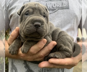 Chinese Shar-Pei Puppy for sale in MERRITT IS, FL, USA