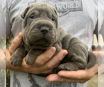 Small Photo #1 Chinese Shar-Pei Puppy For Sale in MERRITT IS, FL, USA