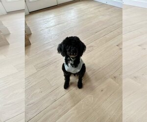 Poodle (Miniature)-Unknown Mix Dogs for adoption in New York, NY, USA
