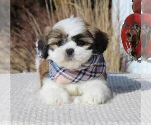 Lhasa Apso Puppy for sale in ORO VALLEY, AZ, USA