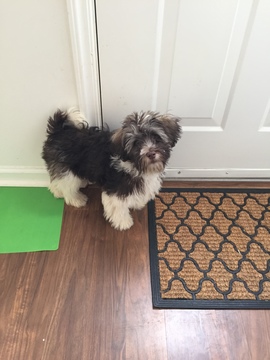 Medium Photo #1 Havanese Puppy For Sale in HOLLY SPRINGS, NC, USA