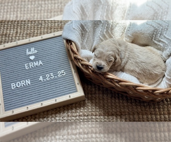 Medium Photo #4 Goldendoodle Puppy For Sale in MARICOPA, AZ, USA