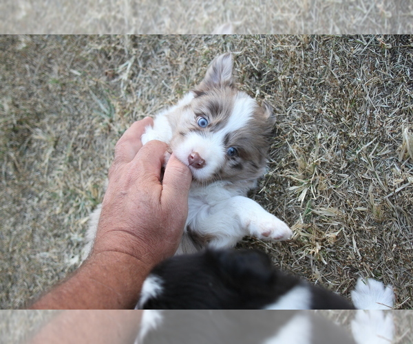 Medium Photo #22 Australian Shepherd Puppy For Sale in LASCASSAS, TN, USA