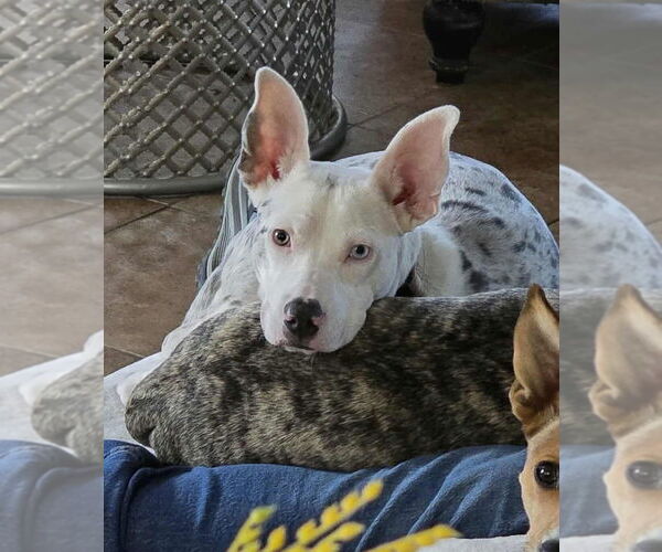 Medium Photo #2 Catahoula Leopard Dog-Unknown Mix Puppy For Sale in Boston, MA, USA