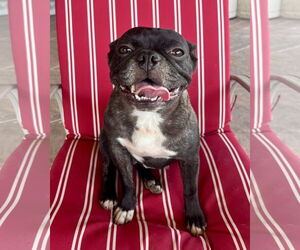 French Bulldog Dogs for adoption in Dumont, NJ, USA