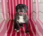 Small French Bulldog