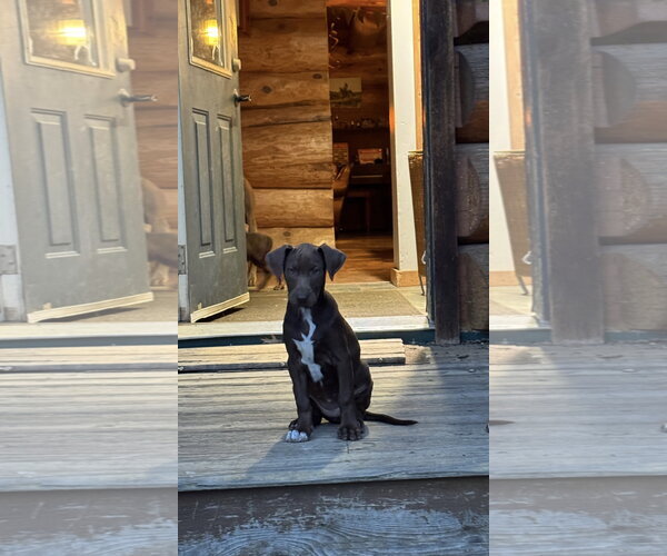 Medium Photo #1 Doberman Pinscher-Unknown Mix Puppy For Sale in Minneaoplis, MN, USA