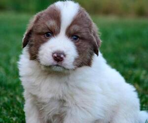 Great Pyrenees Puppy for sale in BOONE, IA, USA