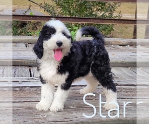Sheepadoodle Puppy for sale in GOLDEN CITY, MO, USA