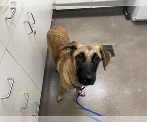 Shepradors Dogs for adoption in HESPERIA, CA, USA