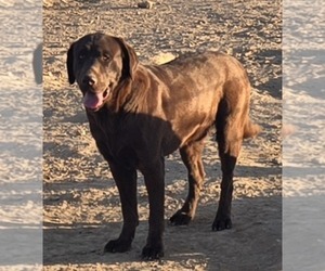 Father of the Labrador Retriever puppies born on 11/06/2025