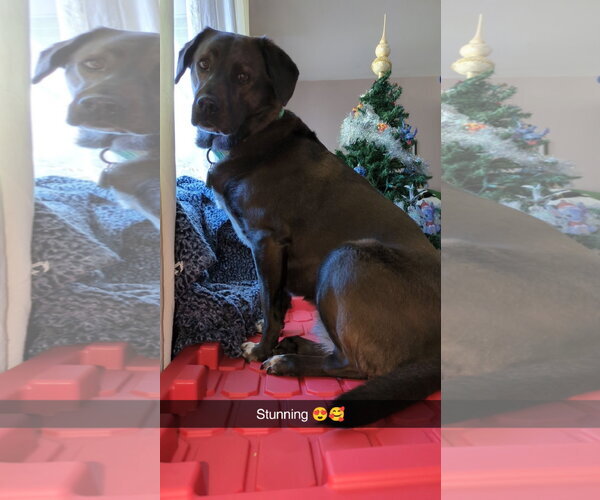 Medium Photo #2 Labrador Retriever-Unknown Mix Puppy For Sale in Plainfield, IL, USA