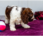 Small #7 Cocker Spaniel