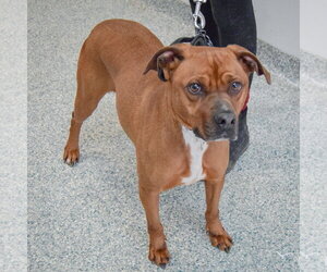 Bubba - Male Unknown-Vizsla Mix Dog for Adoption - Photo #4