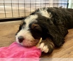 Small Photo #22 Bernedoodle Puppy For Sale in MARTINSVILLE, IN, USA