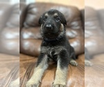 Puppy 7 Australian Shepherd-German Shepherd Dog Mix