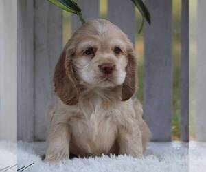 Cocker Spaniel Puppy for sale in HERSHEY, PA, USA