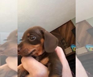Medium Dachshund