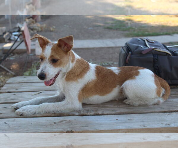 Medium Photo #2 Jack Russell Terrier-Unknown Mix Puppy For Sale in El Centro, CA, USA