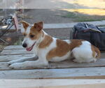 Small #1 Jack Russell Terrier Mix