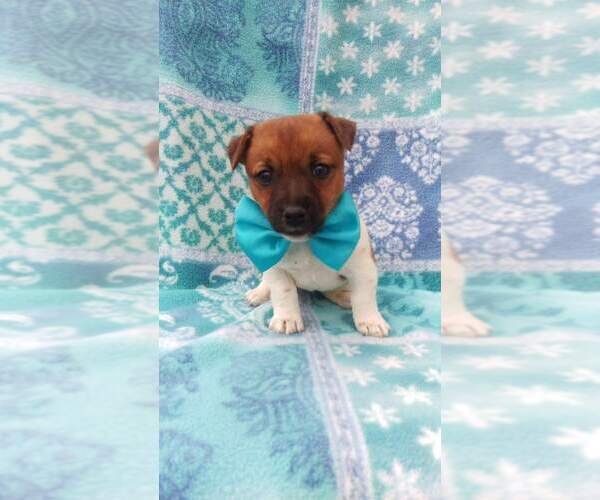 Medium Photo #1 Jack Russell Terrier Puppy For Sale in HONEY BROOK, PA, USA