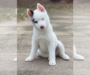 Pomsky Dogs for adoption in St. Louis Park, MN, USA