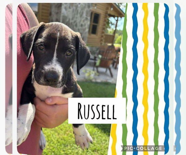 Medium Photo #3 Labrador Retriever-Unknown Mix Puppy For Sale in Sanford, FL, USA
