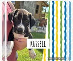Small #2 Labrador Retriever Mix