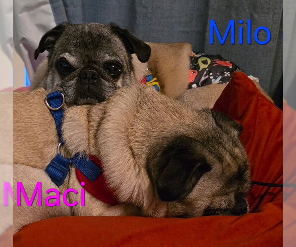 Medium Photo #9 Pug Puppy For Sale in Indianapolis, IN, USA