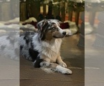 Small Photo #1 Australian Shepherd Puppy For Sale in BETHANY, CT, USA