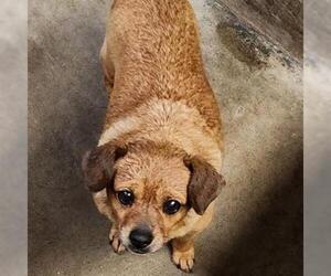 Chihuahua Dogs for adoption in San Martin, CA, USA