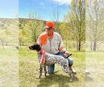 Small Photo #1 German Shorthaired Pointer Puppy For Sale in VERNON, NY, USA