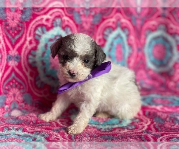 Medium Photo #4 Poodle (Miniature) Puppy For Sale in LANCASTER, PA, USA