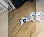 Small Photo #1 Maltese Puppy For Sale in HARVEST, AL, USA